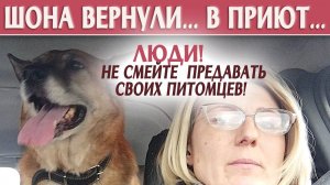 ШОНа вернули в приют... Не справились люди, вернули как вещь.. Люди❗  Не предавайте своих питомцев❗