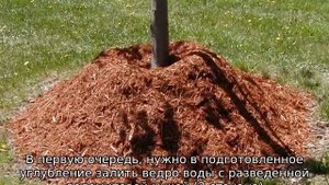 Груша Русская Красавица