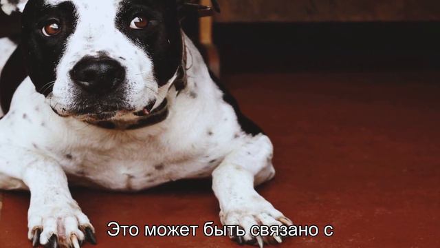 Почему собаки едят экскременты? Шокирующие, но объяснимые причины