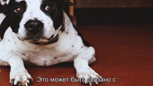 Почему собаки едят экскременты? Шокирующие, но объяснимые причины
