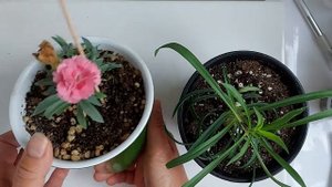 Гвоздика в квартире.