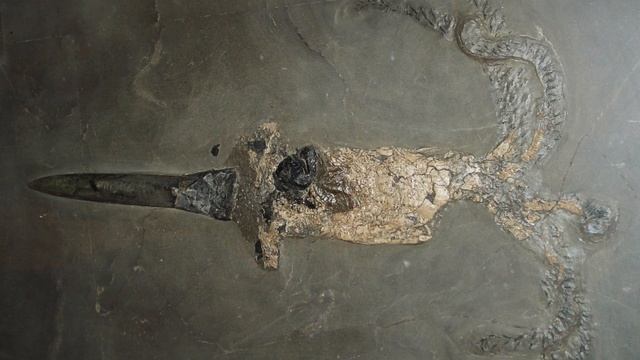 Карпаты Юрского периода. Древние ископаемые. Аммонит. Белемнит смотреть онлайн