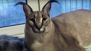 Как надеть шлейку на кошку