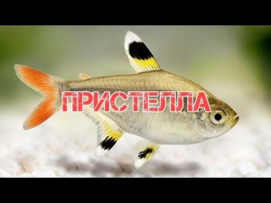 ПРИСТЕЛЛА ИЛИ ПРОЗРАЧНАЯ ТЕТРА. СОДЕРЖАНИЕ И РАЗВЕДЕНИЕ В АКВАРИУМЕ
