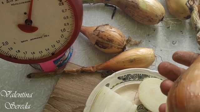 Вот это ЛУК... Советую всем для посадки под зиму. Простейший вариант Плетения кос лука. смотреть онлайн