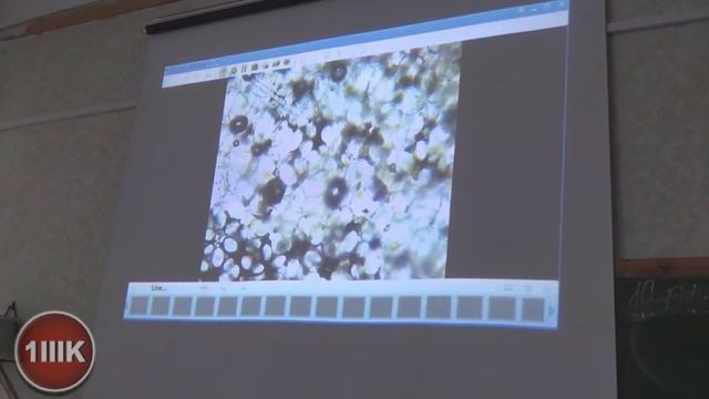 Под микроскопом смотреть онлайн