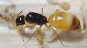 Новые виды муравьев!!! Мирмекология. Муравьи дома. Муравьиная ферма.