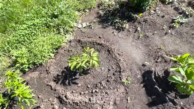 VLOG: ОБЗОР САДА ? РОКАРИЙ НА УЧАСТКЕ СВОИМИ РУКАМИ ? смотреть онлайн