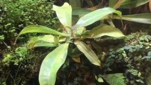 Хищные растения. Насекомоядные растения