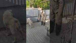 Проверка собаки на охрану