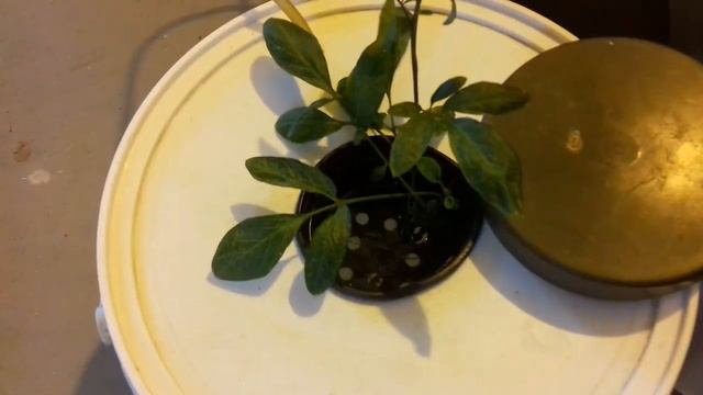 Томат на гидропонике. Пепино в клонарии. ДНАТ 600 и лед. mounted hydroponics for tomato смотреть онлайн