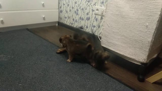 Щенки брюссельского гриффона смотреть онлайн