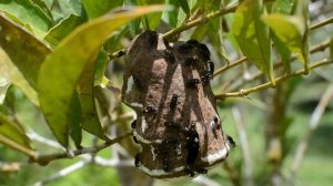 ОПАСНЫЕ УКУСЫ НАСЕКОМЫХ | 7 укусов которые нельзя игнорировать