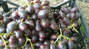 Виноград красна роза, снежок и др. на 26.08.22р.