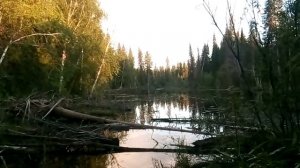 В заколдованных болотах там кикиморы живут,