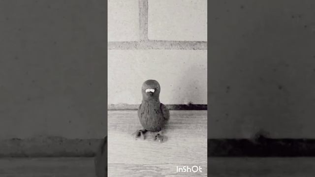 Голуб напал на человека, голубь напал на меня, голуби-киборги смотреть онлайн