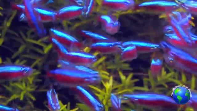 Аквариумная рыбка неон уход и содержание смотреть онлайн