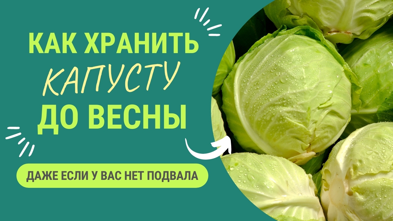 Как сберечь капусту. Сколько может храниться капуста в холодильнике.