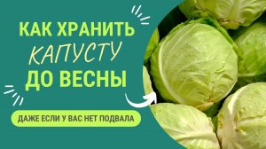 КАК СОХРАНИТЬ КАПУСТУ ДО ВЕСНЫ БЕЗ ПОДВАЛА?