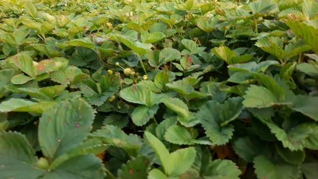 10 лет на одном месте. Земляника нейтрального дня Чудо Мира / 2021 г. смотреть онлайн