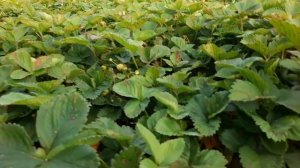 10 лет на одном месте. Земляника  нейтрального дня Чудо Мира / 2021 г.