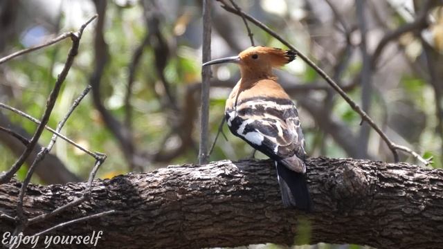 Calming Music that Heals Stress, Stop Anxiety, Depression • Beautiful Bird Singing in the Forest #1 смотреть онлайн