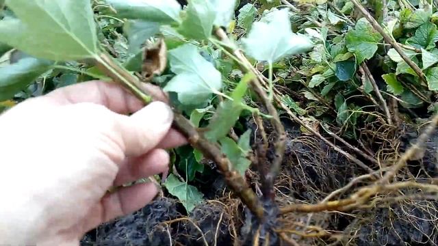 Саженцы красной смородины РОВАДА и ЛЮБИМАЯ