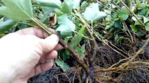 Саженцы красной смородины РОВАДА и ЛЮБИМАЯ