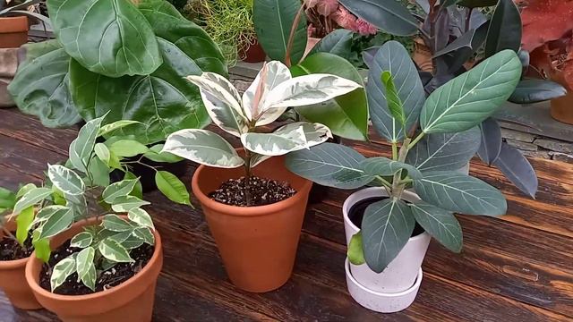 Ficus burgundy ,ficus audrey, ficus benjamina, ficus elastica ,ficus lyrata.