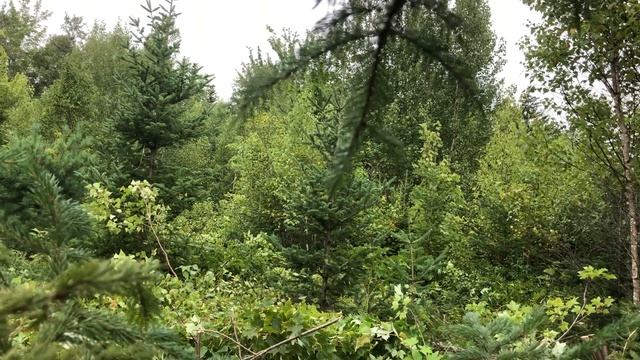 Pct Nova Scotia silviculture summer 2021 смотреть онлайн