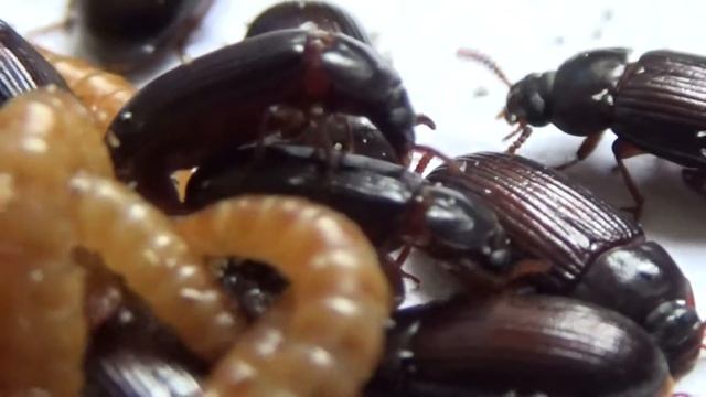 Личинки и Имаго Жука-Знахаря Ulomoides dermestoides (Coleoptera: Tenebrionidae) В Украине