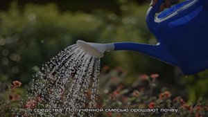 Земляника садовая Мальвина: особенность, посадка и уход за растениями