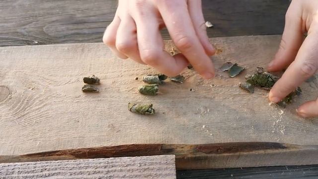 Жесть, он полный! Или что я нашла в стволе ревеня. Невероятные насекомые смотреть онлайн