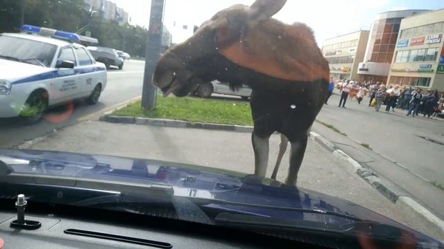 Жесть!!Лось гуляет по Выхино.