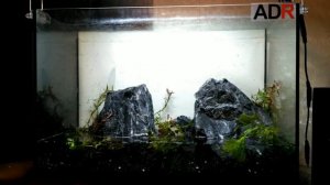 Запуск аквариума 40 литров mp4