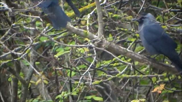 Tàcula - Coloeus monedula - European Jackdaw смотреть онлайн