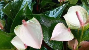 Anthurium combo offer //online plants //Amazing Flower #gardening #landscape #orchid #floweringtips