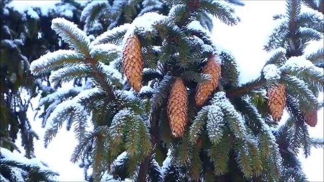 Ислам Мальсуйгенов, Зульфия Чотчаева - Снег летит.