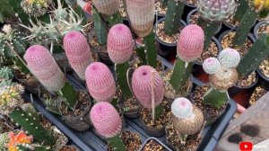 Rainbow Cactus or known as Echinocereus Rigidissimus | aug22