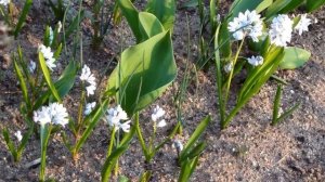 Пушкиния. Ранние весенние цветы. Pushkinia. Spring flowers. Puschkinia libanotica. Frühlingsblumen.