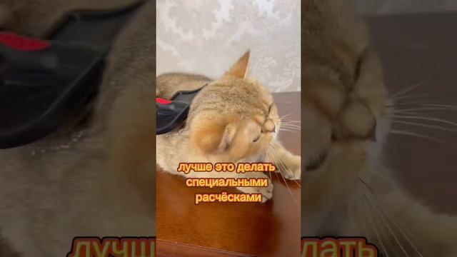 Что делать, если кошка сильно линяет? #Кошки #Котики #Кот