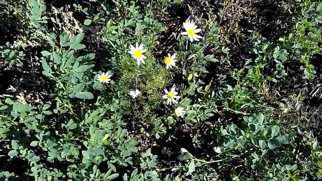 Ромашки полевые осенью в Сибири_Field chamomile in autumn in Siberia