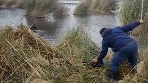 Ловля сазана в озёрах Узбекистана