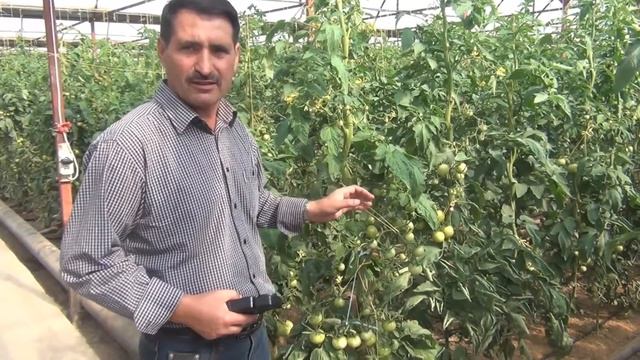 Правильное питание томата в теплице (осенний оборот)