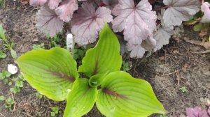 Хоста Almost ... гейхера Silver gumdrop