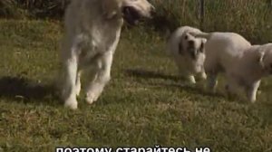 Голден ретривер, пособие по содержанию собаки