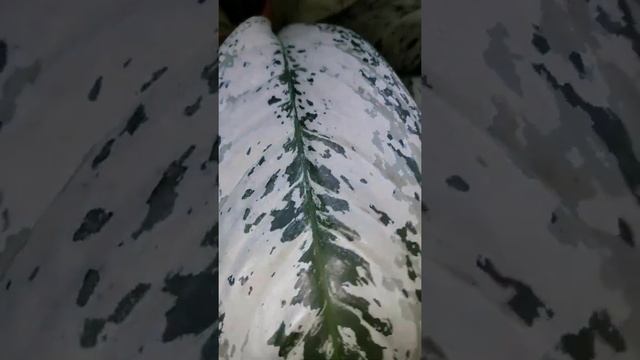 Обзор растений. Как мы зимуем на подоконнике.