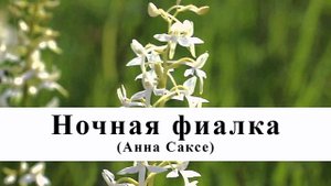 Ночная фиалка | Анна Саксе | Сказки о цветах | Аудиосказка