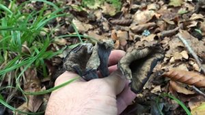 TROMPETAS DE LA MUERTE (Craterellus Cornucopioides)