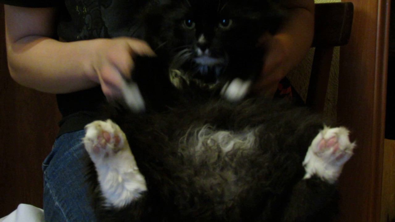 Кот под воздействием хозяина и музыки смотреть онлайн